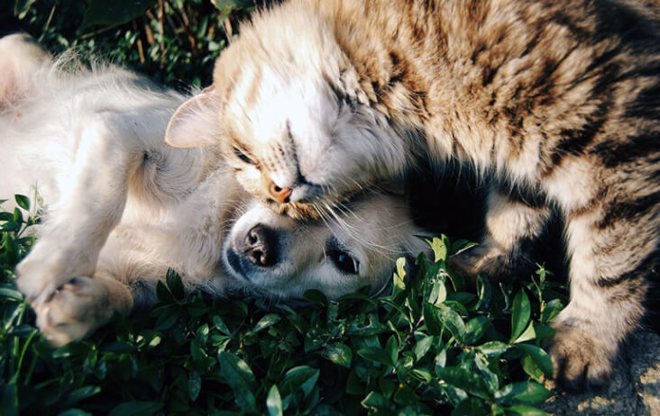 Multi-Pet Households. Can They Work? You Bet! Dog and cat together.