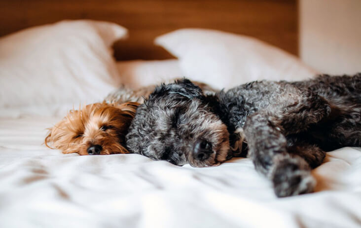 Why Do Dogs Yawn? Two dogs asleep.