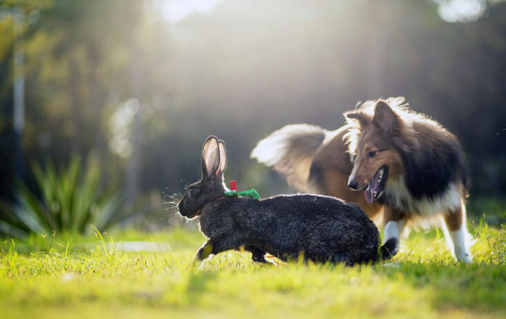 Multi-Pet Households. Can They Work? You Bet! Dog chasing rabbit.