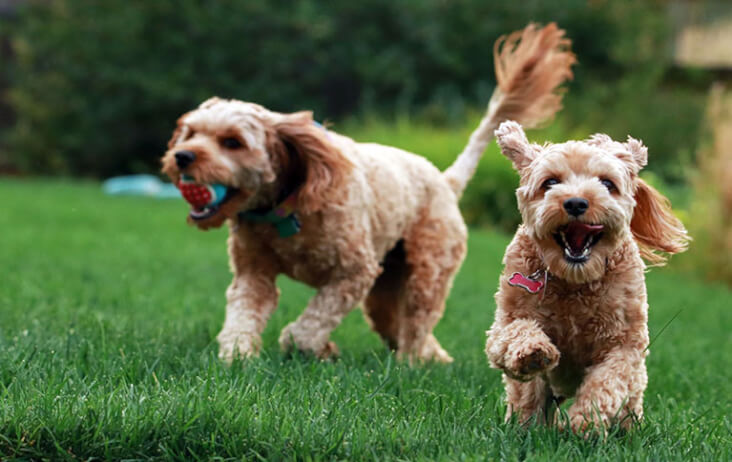 Multi-Pet Households. Can They Work? You Bet! Two dogs playing together.