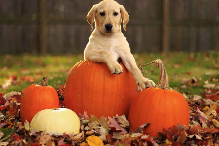 How To Have An Amazing Halloween With Your Dog - Your Pet Nutrition ...