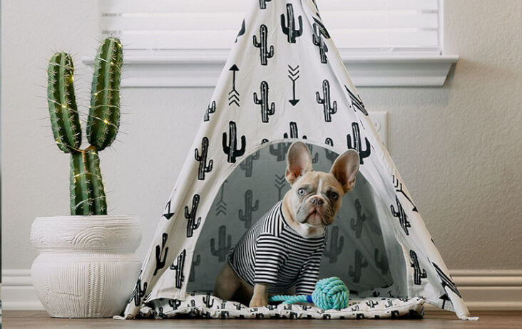 The funnest ways to entertain your dog indoors: dog in a tipee.