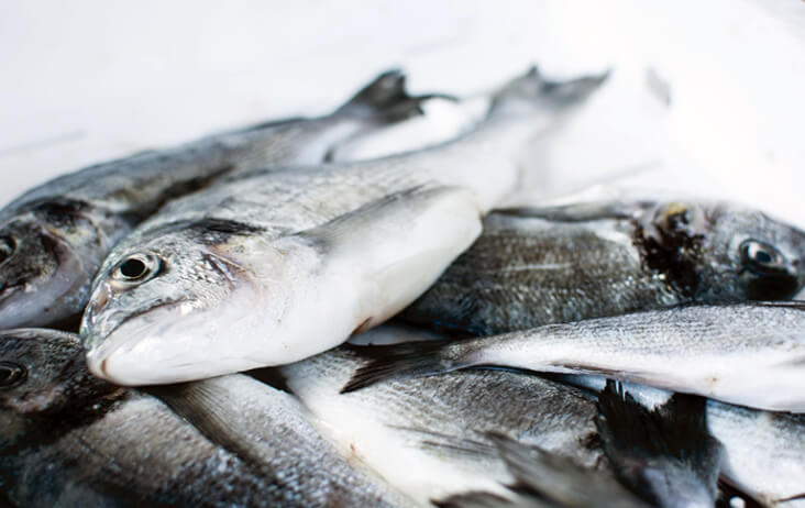 The Best Foods To Calm A Dog For Bonfire Night, Fish