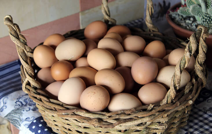 The Best Foods To Calm A Dog For Bonfire Night, Eggs