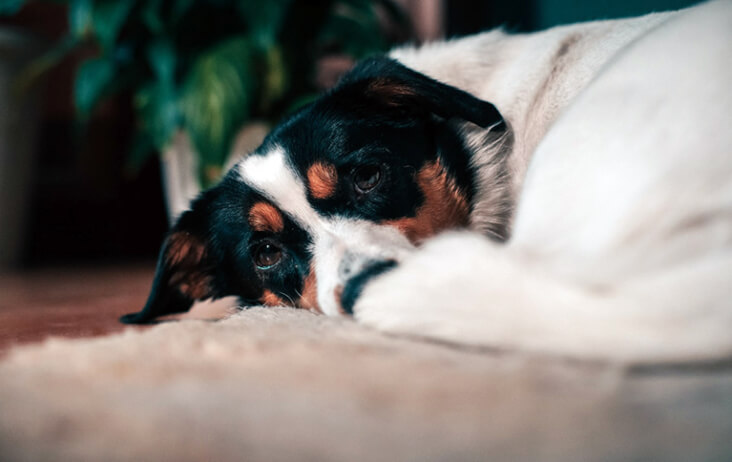 Top Tips To Calm Dogs On Bonfire Night. A dog relaxing.