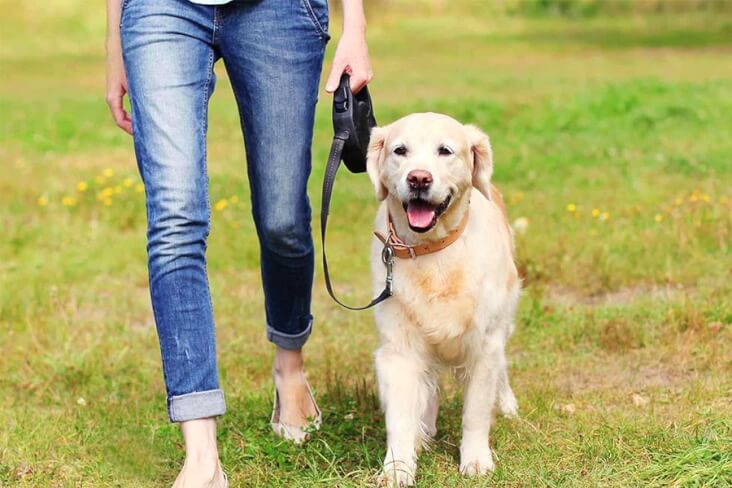 The funnest ways to entertain your dog indoors: dog on a walk outside.