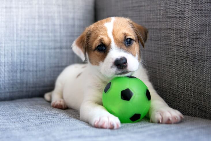 The funnest ways to entertain your dog indoors: dog with green ball on sofa.