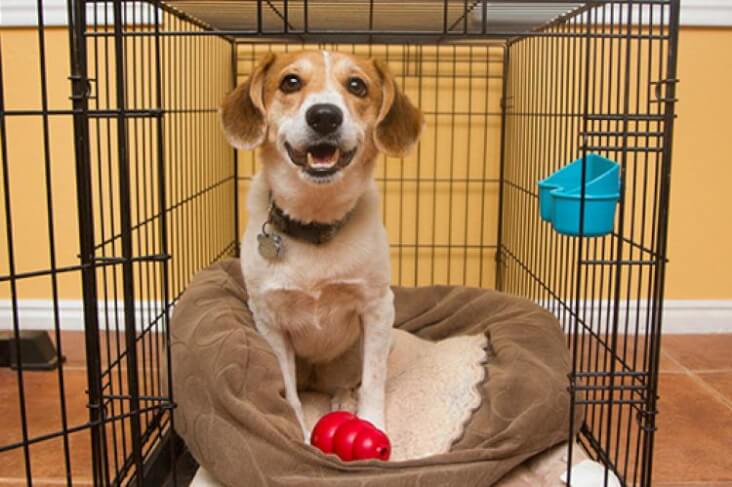 4 Reasons Why Dogs Get Scared On Bonfire Night: A happy dog in a crate.