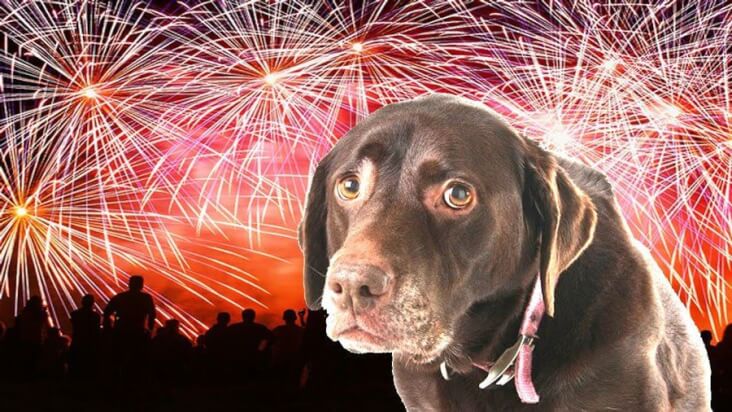 4 Reasons Why Dogs Get Scared On Bonfire Night: Scared dog surrounded by a sky full of fireworks.