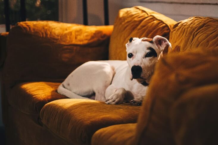 The funnest ways to entertain your dog indoors: a dog on a sofa.