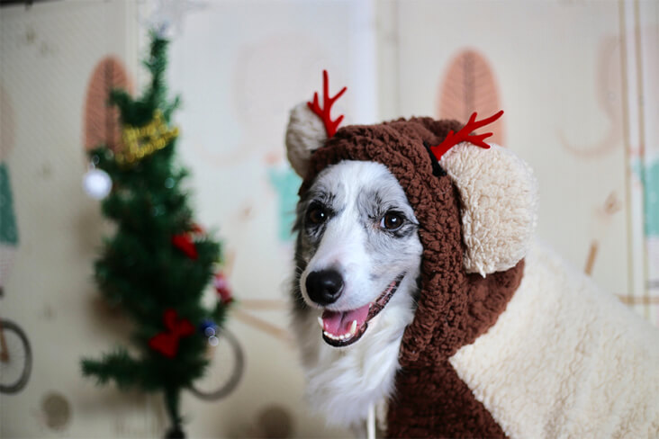 How To Have A Cracking Christmas With Your Furry Friend: Dog In A Reindeer Jumper