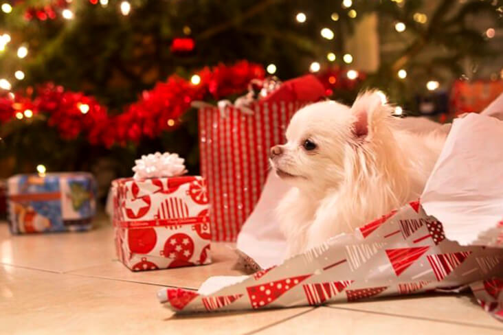 How To Have A Cracking Christmas With Your Furry Friend - Your Pet ...