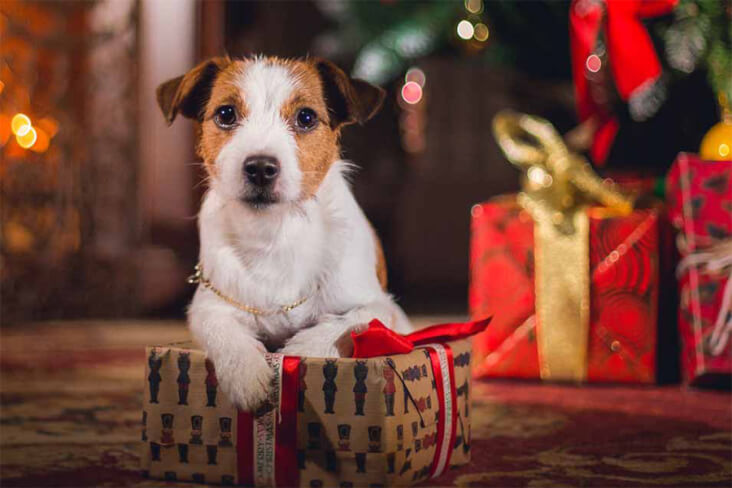 How To Have A Cracking Christmas With Your Furry Friend: Dog With A Present