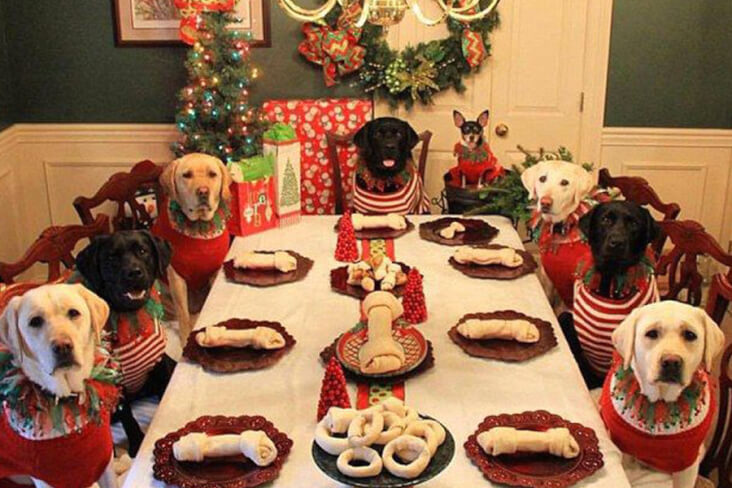 How To Have A Cracking Christmas With Your Furry Friend: Dog's Having Christmas Dinner