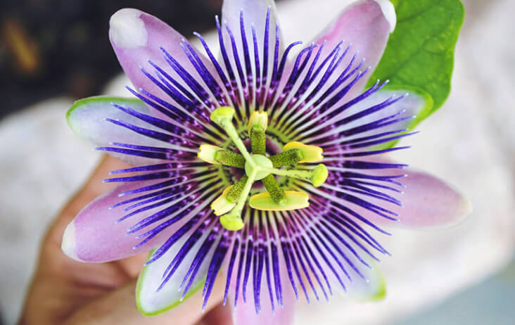 48 Can Dogs Have Passion Flower – Home