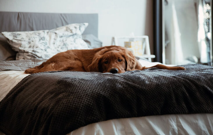 Passiflora Incarnata: A Proven Way To Relax Your Dog. Dog relaxed on a bed.