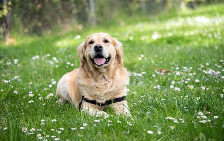 Passiflora Incarnata: A Proven Way To Relax Your Dog. Dog relaxed in a garden.