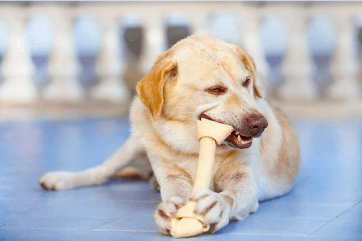 Puppy swallowed rawhide bone best sale