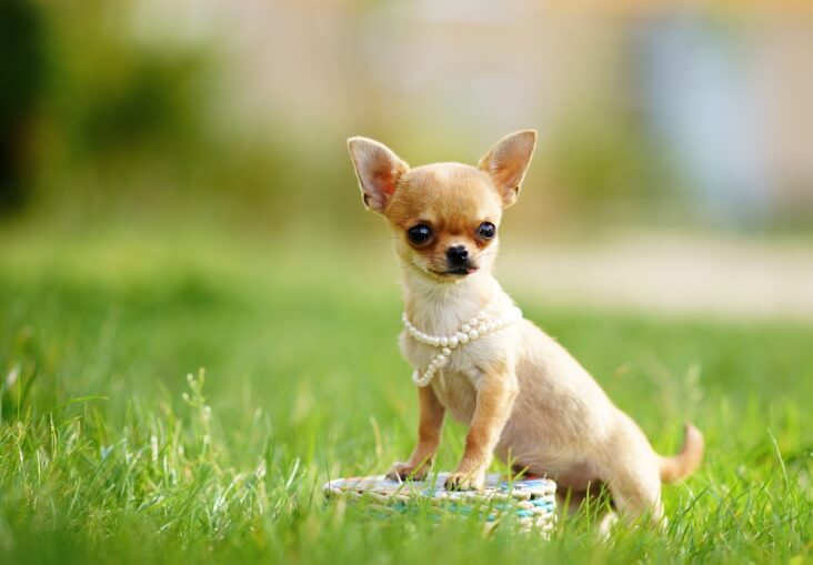 Shops world's smallest dog